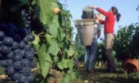 Sezonowa praca w Anglii przy zbiorach winogron od zaraz Buckinghamshire