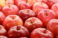 Sezonowa praca Anglia przy zbiorach jabłek od zaraz bez języka w Salisbury UK