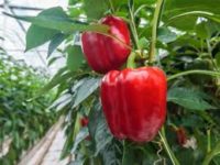 Anglia praca sezonowa bez języka od zaraz przy zbiorach papryki, pomidorów w Cambridge UK 2020