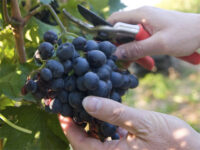 Sezonowa praca Anglia od zaraz przy zbiorach winogron w Billingham UK 2020