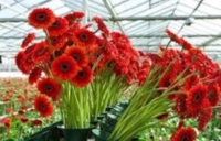 Od zaraz oferta sezonowej pracy w Anglii przy kwiatach ogrodnictwo Spalding UK