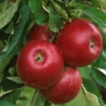 Od zaraz Anglia praca sezonowa bez języka przy zbiorach jabłek, gruszek w Salisbury
