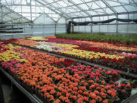 Dam sezonową prace w Anglii ogrodnictwo od zaraz przy kwiatach, krzewach Romsey UK