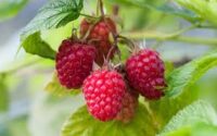 Anglia praca sezonowa bez języka przy zbiorach owoców truskawek, malin 2022 w Exeter