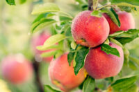 Zbiory jabłek dam sezonową pracę w Anglii bez języka od zaraz w sadzie Exeter UK