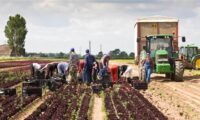 Anglia praca sezonowa w rolnictwie od zaraz w Shropshire z językiem angielskim 2022
