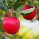 Sezonowa praca w Anglii przy zbiorach jabłek bez znajomości języka od zaraz w sadzie z Exeter 2022