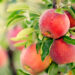zbiory jablek owocow praca sezonowa 2022