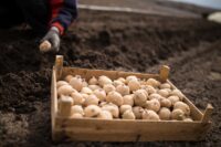 Bez znajomości języka sezonowa praca Anglia przy zbiorach ziemniaków Yorkshire