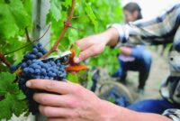 Sezonowa praca Anglia od zaraz zbiory winogron bez języka w Shrewsbury UK