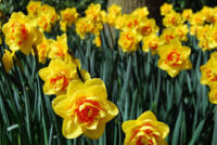 Anglia praca sezonowa bez języka przy zbiorach kwiatów styczeń 2023 Kornwalia