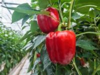 Zbiory pomidorów, papryki oferta sezonowej pracy w Anglii bez języka od zaraz szklarnia z Cambridge UK