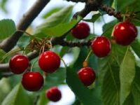 Sezonowa praca Anglia zbiory truskawek, jabłek i wiśni od zaraz Maistone UK 2023