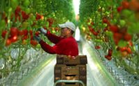 Anglia praca sezonowa bez języka zbiory pomidorów, papryki od zaraz szklarnia Cambridge 2023
