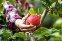 Zbiory jabłek sezonowa praca w Anglii bez znajomości języka sierpień 2023 w Cambridge