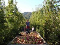 Sezonowa praca Anglia bez języka w rolnictwie przy zbiorach owoców