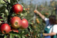 Oferta sezonowej pracy w Anglii zbiory jabłek od zaraz bez języka Grantham