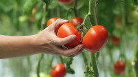 Sezonowa praca Anglia bez języka od kwetnia 2016 zbiory pomidorów Brandon