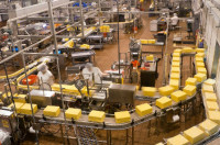 Oferta pracy w Anglii dla kobiet na produkcji sera Neasden od zaraz