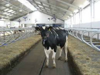 Sezonowa praca Anglia dla Polaków w rolnictwie przy dojeniu krów od zaraz