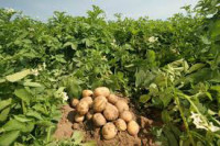 Sezonowa praca Anglia przy zbiorach ziemniaków bez języka Swaffham