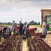 niemcy-praca-sezonowa-rolnictwo