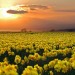 field-of-daffodils-idh_069726