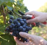 Sezonowa praca w Anglii przy zbiorach winogron – winobranie 2017 Lichfield (k. Birmigham)