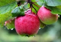 Od zaraz oferta sezonowej pracy w Anglii przy zbiorach jabłek sierpień 2017 Wisbech UK
