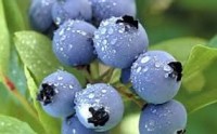 Anglia praca sezonowa od czerwca 2018 przy zbiorach owoców – borówki, malin i truskawek