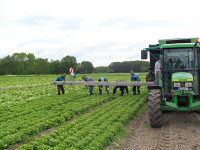Rolnictwo – sezonowa praca Anglia na polu od zaraz w Lincolnshire UK