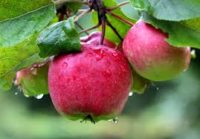 Sezonowa praca w Anglii przy zbiorach jabłek od zaraz w sadzie z Wisbech 2018