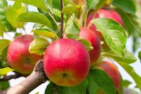 Anglia praca sezonowa od zaraz przy zbiorach jabłek, gruszek 2019 Canterbury UK