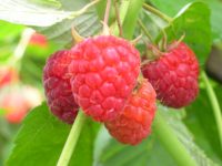 Sezonowa praca Anglia zbiory owoców truskawki, maliny, borówki Colchester maj 2019