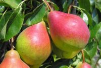 Salisbury od zaraz sezonowa praca w Anglii przy zbiorach jabłek i gruszek bez języka 2019