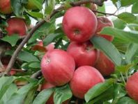 Od zaraz sezonowa praca Anglia przy zbiorach jabłek i gruszek bez języka Canterbury