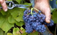 Sezonowa praca w Anglii od zaraz bez języka – zbiory winogron deserowych, Shrewsbury