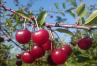 Oferta sezonowej pracy w Anglii 2020 bez języka przy zbiorach owoców czereśni w Salisbury od lipca