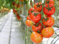 Od zaraz bez języka oferta sezonowej pracy w Anglii zbiory papryki i pomidorów w szklarni z Cambridge