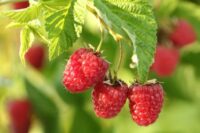 Zbiory owoców sezonowa praca w Anglii od zaraz bez języka farma w Shrewsbury 2020