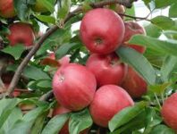 Sezonowa praca w Anglii bez języka przy zbiorach jabłek od zaraz w sadzie, Maidstone