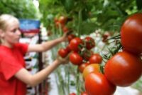 Sezonowa praca Anglia 2021 od zaraz bez języka zbiory pomidorów i papryki w Cambridge UK