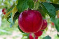 Anglia praca sezonowa od zaraz przy zbiorach jabłek i gruszek bez języka Exeter 2021