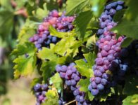 Zbiory winogron od zaraz oferta sezonowej pracy w Anglii 2021, Billingham