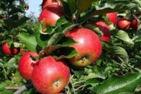 Zbiory jabłek sezonowa praca w Anglii bez języka od zaraz w Salisbury 2021